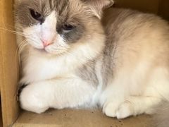 -是阿柴呀！柴犬咖啡·爱喵喵猫咖