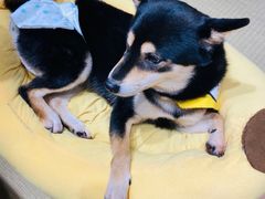 -逗柴咖啡屋·狗咖猫咖宠物桌游