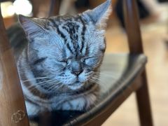 -有猫主题·治愈系猫咖(曾厝垵店)