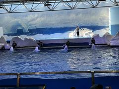 -秦皇岛乐岛海洋王国