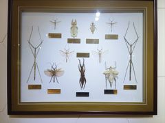 -上海昆虫博物馆