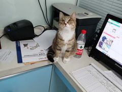-瑞派·关忠动物医院·猫专科·犬专科(三环新城店)