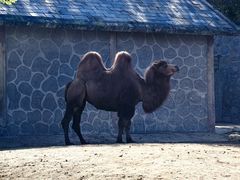 -石家庄市动物园