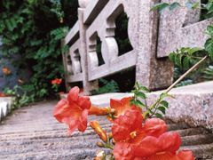 -日照海滨国家森林公园
