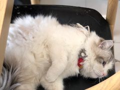 -平行世界·猫咖(首经贸店)