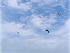-海驴岛(荣成市)