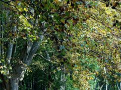 -上海共青森林公园