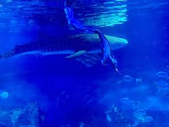 -烟台海昌鲸鲨海洋公园