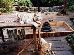 -广州长隆野生动物世界