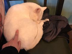 -李小姐の猫咖啡馆(五角场店)