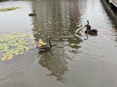 -微山湖红荷湿地景区