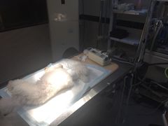 -安安宠医·安宠宠物医院