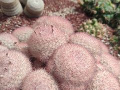 -南通洲际绿博园