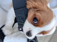 -萌宠之家·腊肠犬·马尔泰·小体犬舍