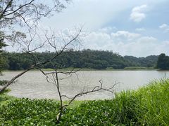 -南宁良凤江国家森林公园