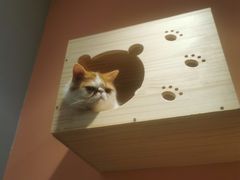 -BABIT巴比特宠物(MOMOPARK店)