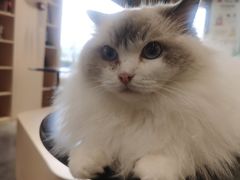 -瞄一喵猫咖(格力海岸店)