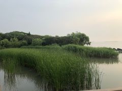 -吴淞炮台湾湿地森林公园烧烤区