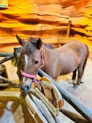 -酷嗒动物文化乐园(cutezoo西溪乐天城店)