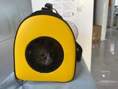 -中农国际动物医院24小时·猫科·骨科·急重症中心
