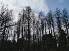 -杭州植物园