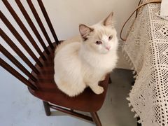 -猫友咖啡店(玉林西路店)