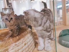 -藏猫猫咖啡主题馆(中央大道店)