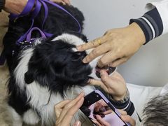 -美联众合动物医院·24h转诊中心