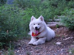 -北京京卫宠物寄养训练中心