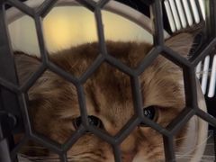 -中农国际动物医院24小时·猫科·骨科·急重症中心