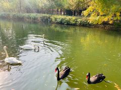 -长白岛森林公园