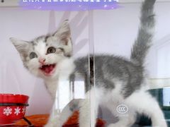 -Bastet sally猫舍购宠(静安店)