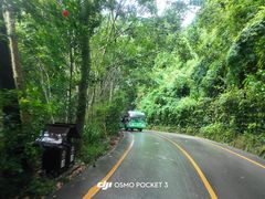 -西双版纳原始森林公园