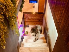 -百好乐宠物友好餐厅(朝外大街店)