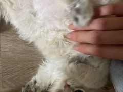 -东方名猫馆·英短金渐层布偶猫舍(环线广场1号楼店)