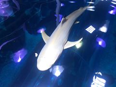 -迪拜水族馆及水下动物园