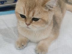 -动物缘宠物医院·骨科·猫科(西二环店)