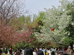 -西安青龙寺遗址景区