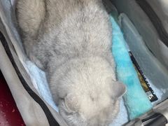 -御宝贝24h宠物医院·转诊中心·CT核磁血透中心(厦门总院)