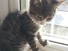 喵-海边的猫和咖啡馆