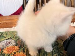 -豌豆小院咖啡馆