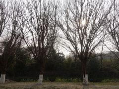 -两河城市森林公园