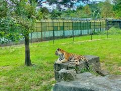 -上海野生动物园