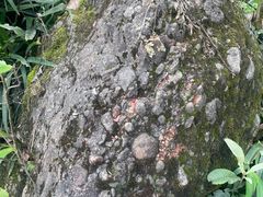 -龙窝子