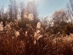 -新江湾城公园