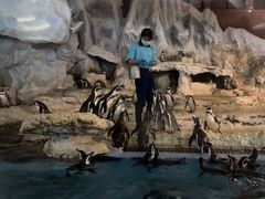 -帝企鹅自助餐厅•儿童岛•真企鹅(长隆企鹅酒店)