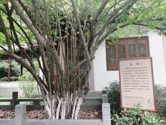 -十八棵（老龙井）御茶园(老龙井店)