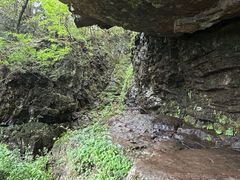 -天目山大树王景区