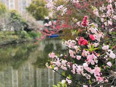 -南汇桃花村