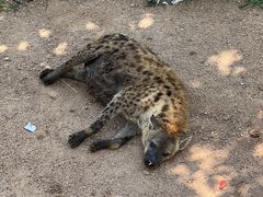 -西霞口神雕山野生动物世界